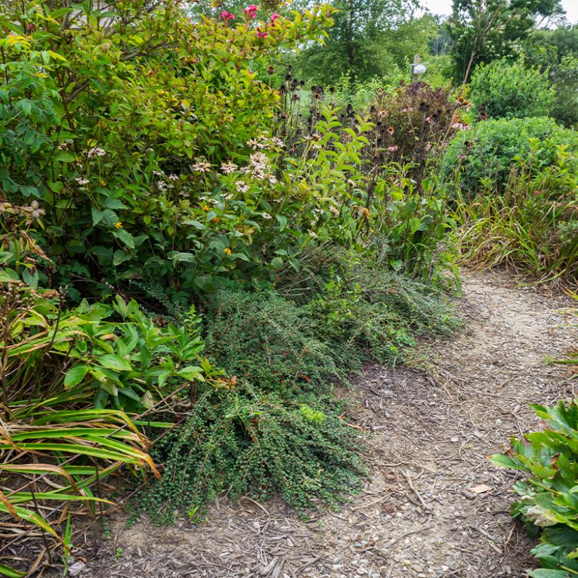 Cotoneáster praecox Boer (Hábito)