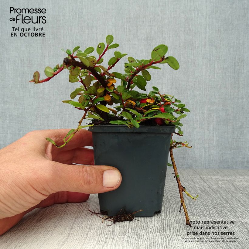 Amostra de Cotoneáster procumbens Queen of Carpets Vaso de 8/9 cm tal como entregue no outono