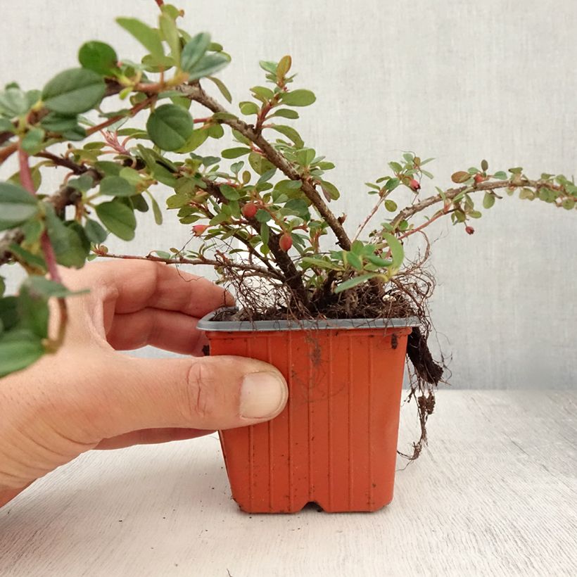 Amostra de Cotoneáster procumbens Queen of Carpets Vaso de 8/9 cm tal como entregue no verão