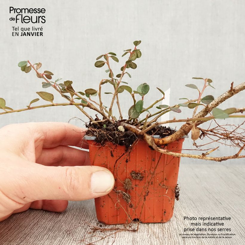 Amostra de Cotoneaster procumbens Queen of Carpets Vaso de 8/9 cm tal como entregue no inverno