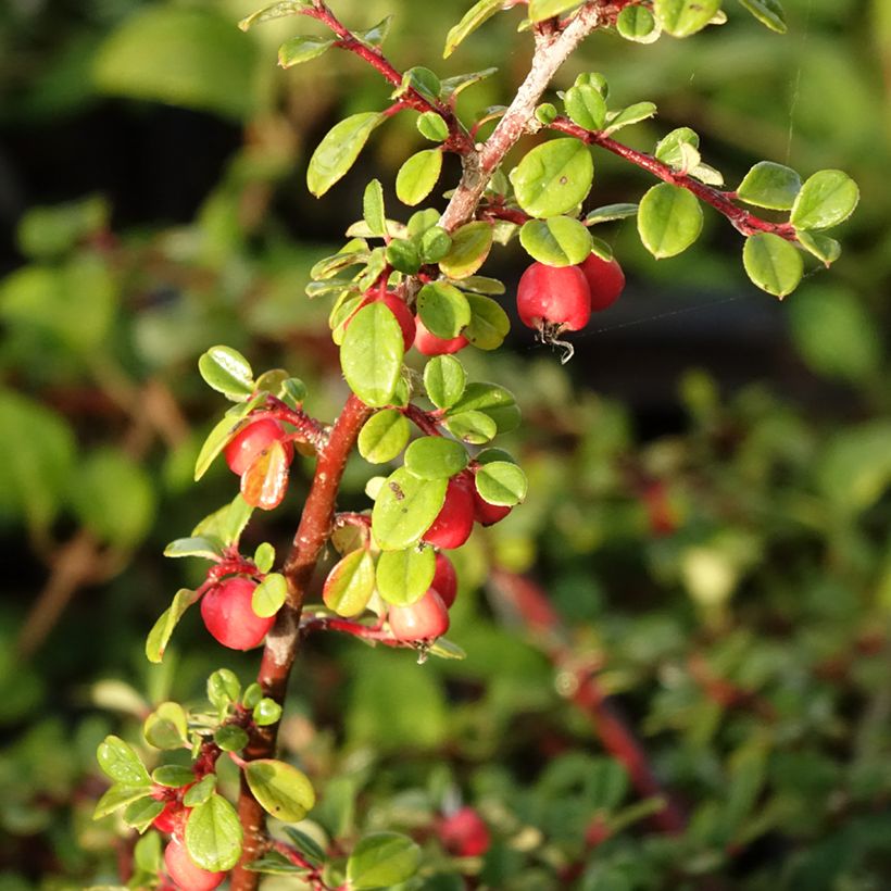 Cotoneaster procumbens Streibs Findling - Cotoneáster-rasteiro (Colheita)