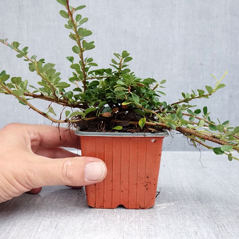 Amostra de Cotoneaster procumbens Streibs Findling - Cotoneáster-rasteiro Vaso de 8/9 cm tal como entregue no outono