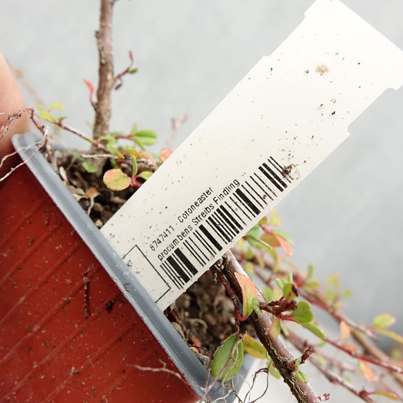 Amostra de Cotoneaster procumbens Streibs Findling - Cotoneáster-rasteiro Vaso de 8/9 cm tal como entregue no verão