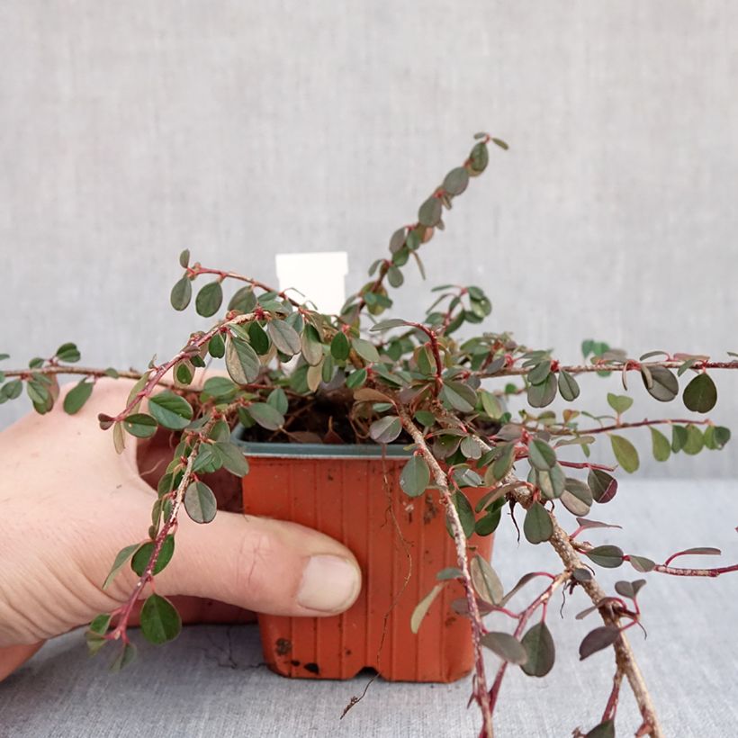 Amostra de Cotoneaster procumbens Streibs Findling - Cotoneáster-rasteiro Vaso de 8/9 cm tal como entregue no inverno