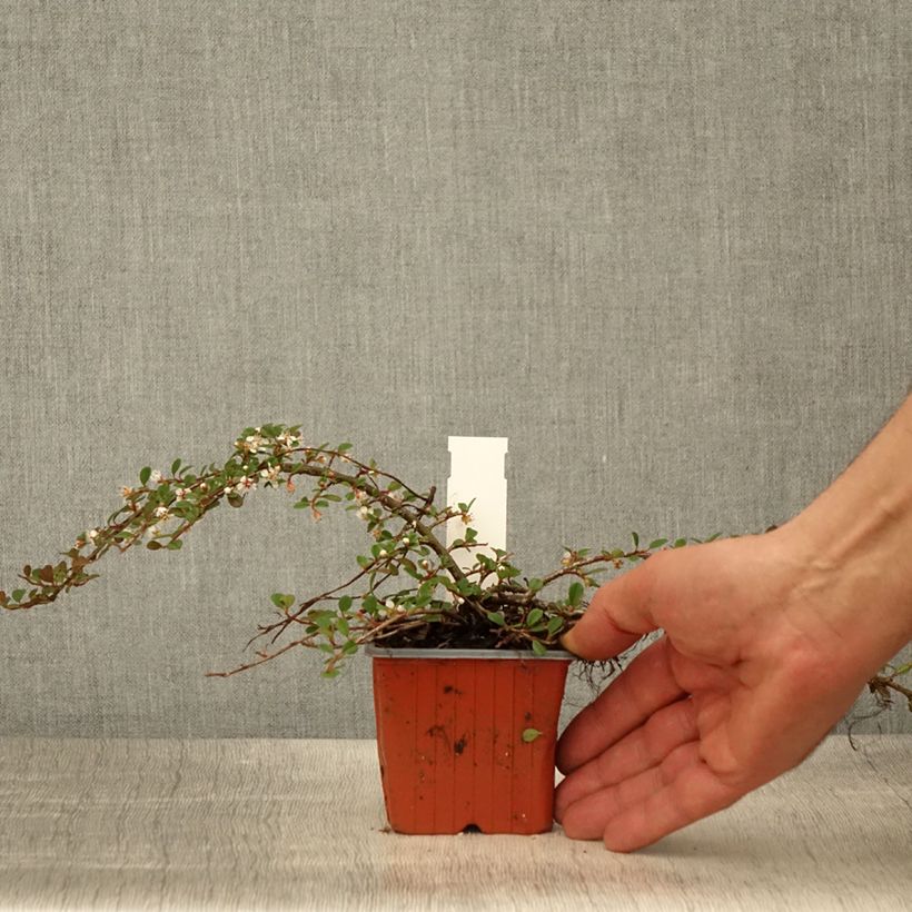 Amostra de Cotoneaster procumbens Streibs Findling - Cotoneáster-rasteiro Vaso de 8/9 cm tal como entregue na primavera