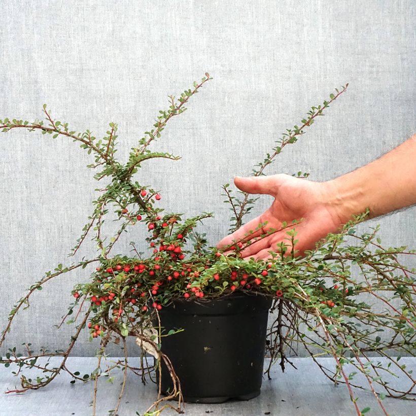 Amostra de Cotoneaster procumbens Streibs Findling - Cotoneáster-rasteiro Vaso de 1,5 L/2 L tal como entregue no outono
