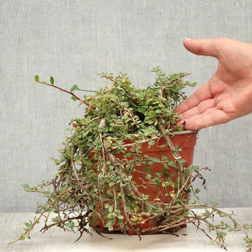 Amostra de Cotoneaster procumbens Streibs Findling - Cotoneáster-rasteiro Vaso de 1,5 L/2 L tal como entregue no verão