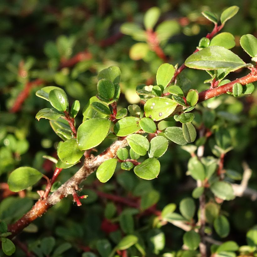 Cotoneaster procumbens Streibs Findling - Cotoneáster-rasteiro (Folhagem)