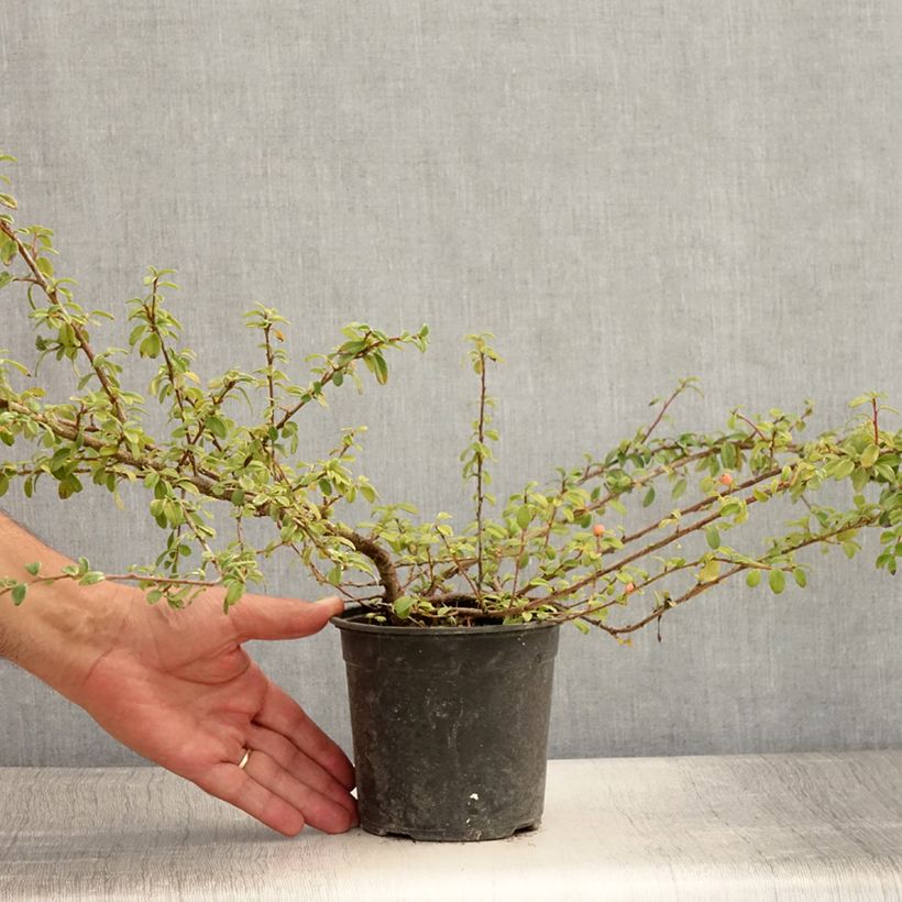 Amostra de Cotonastro rasteiro Skogholm - Cotoneaster suecicus Vaso de 1 L/1,5 L tal como entregue no verão
