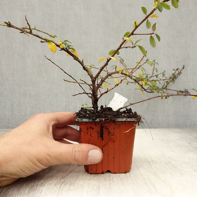 Amostra de Cotonastro rasteiro Skogholm - Cotoneaster suecicus Vaso de 8/9 cm tal como entregue no outono