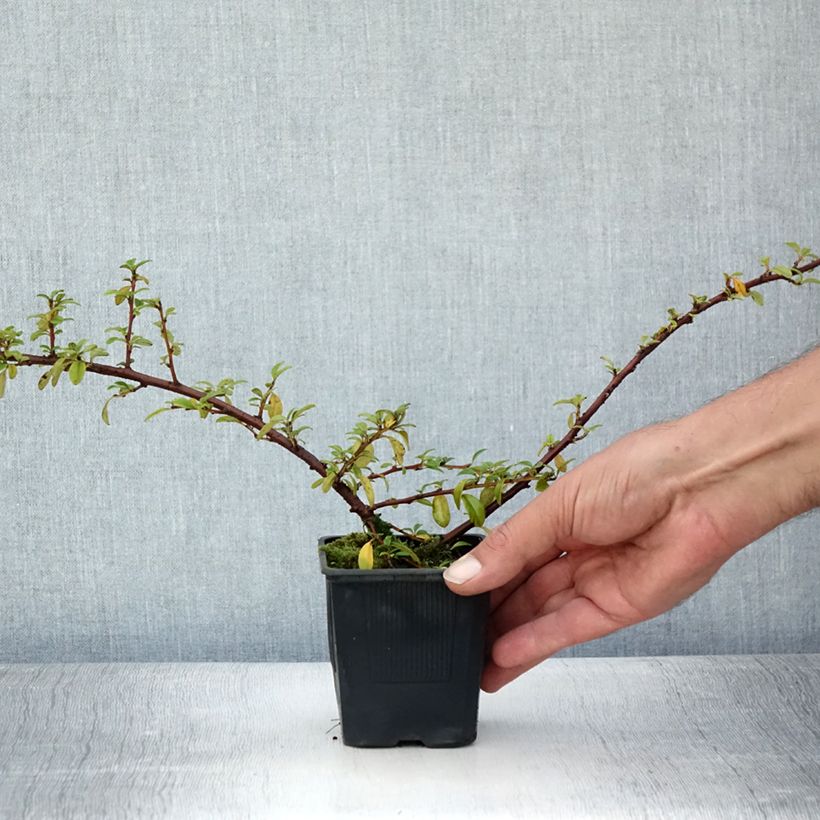 Amostra de Cotonastro rasteiro Skogholm - Cotoneaster suecicus Vaso de 8/9 cm tal como entregue no verão