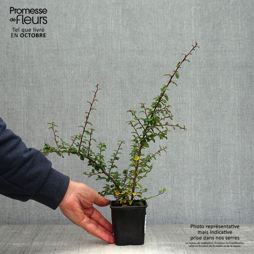 Amostra de Cotonastro rasteiro Coral Beauty - Cotoneaster suecicus Vaso de 8/9 cm tal como entregue no outono