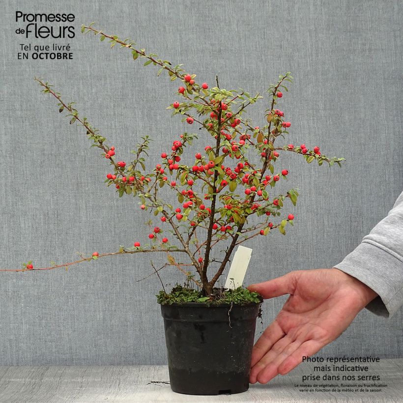Amostra de Cotonastro rasteiro Coral Beauty - Cotoneaster suecicus Vaso de 1 L/1,5 L tal como entregue no outono