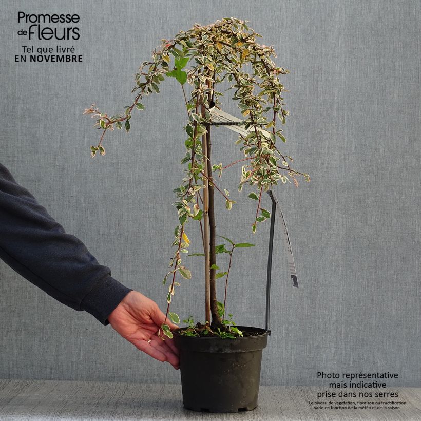 Amostra de Cotonastro rasteiro Juliette - Cotoneaster suecicus Vaso de 4 L/5 L, Haste tal como entregue no outono