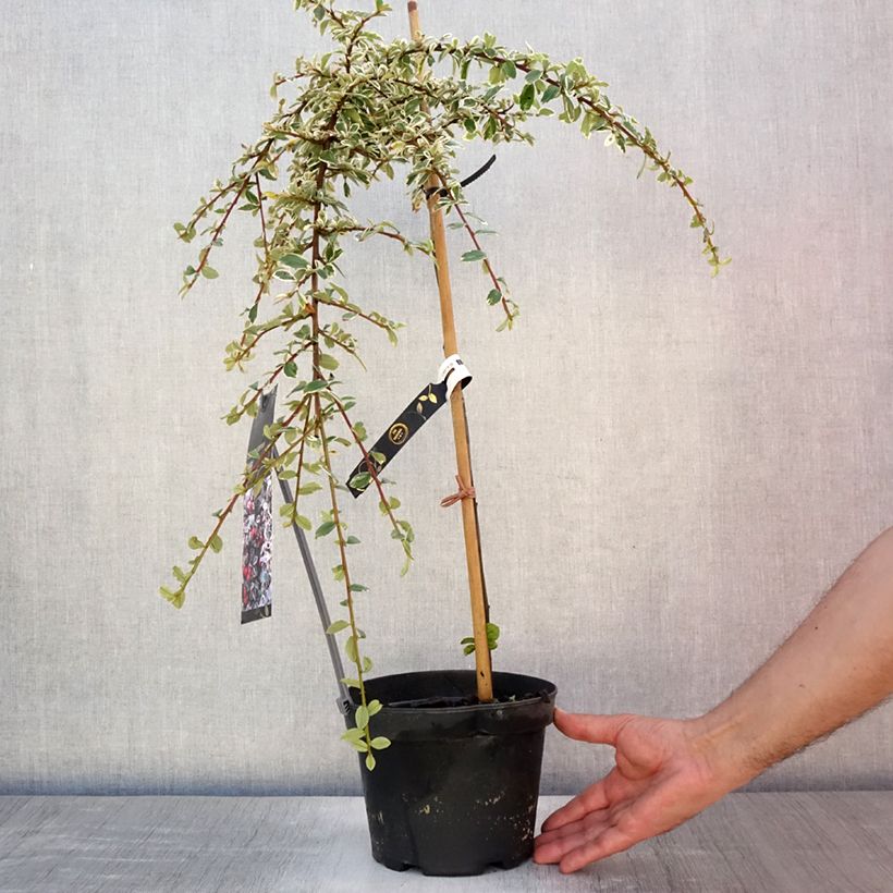 Amostra de Cotonastro rasteiro Juliette - Cotoneaster suecicus Vaso de 4 L/5 L, Haste tal como entregue no verão
