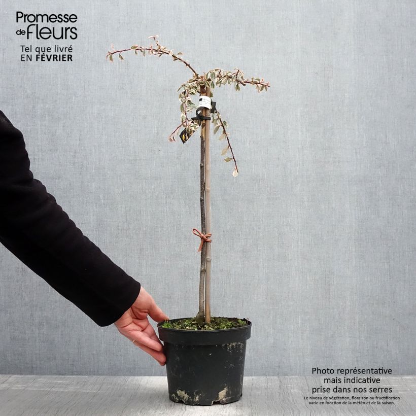 Amostra de Cotonastro rasteiro Juliette - Cotoneaster suecicus Vaso de 4 L/5 L tal como entregue no inverno