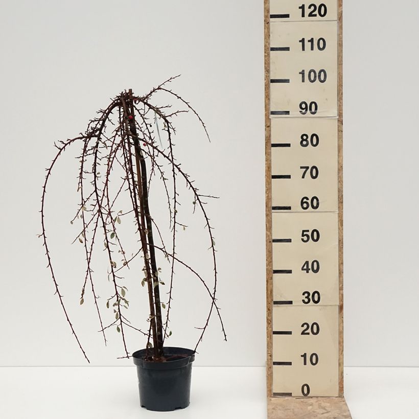 Amostra de Cotoneaster x suecicus Erlinda Pot de 3L/4L tal como entregue no inverno