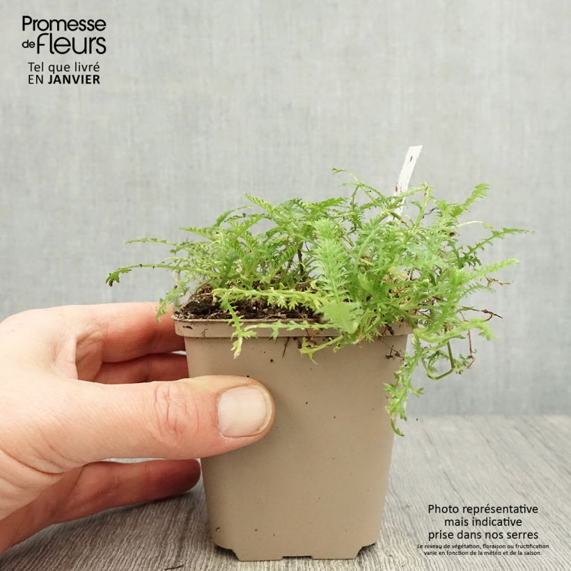 Amostra de Cotula hispida Vaso de 8/9 cm tal como entregue no inverno