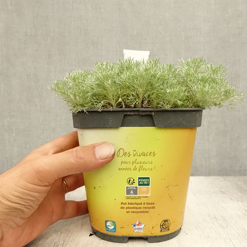 Amostra de Cotula hispida Vaso de 2 L/3 L tal como entregue no verão