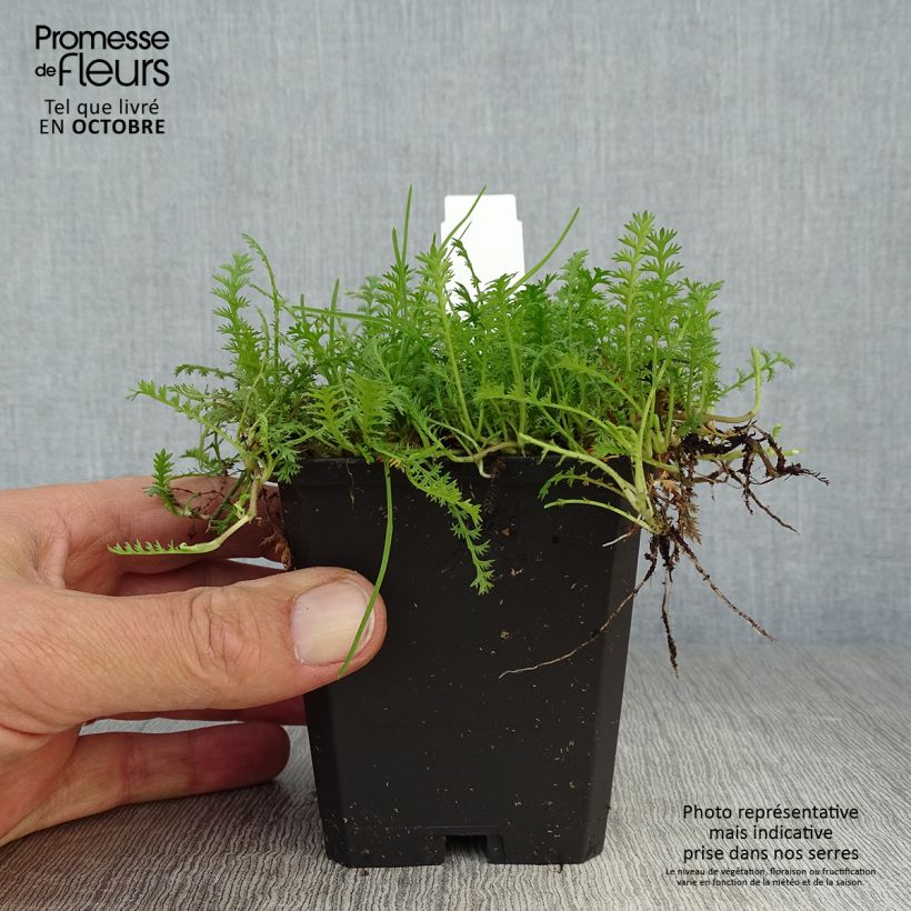 Amostra de Leptinella squalida Vaso de 8/9 cm tal como entregue no outono