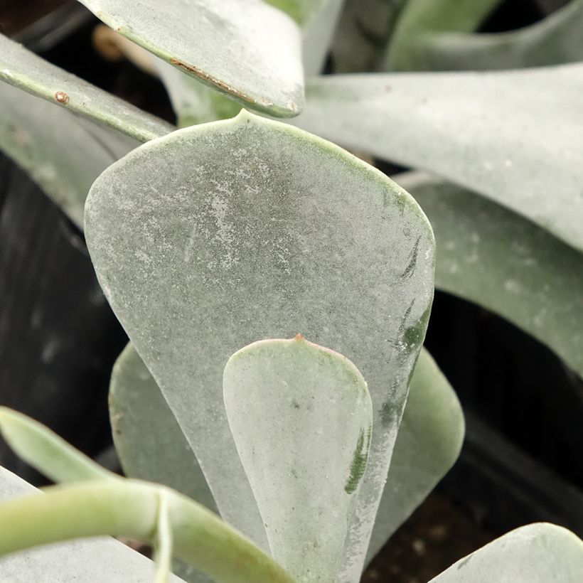 Cotyledon orbiculata Silver Dollar (Folhagem)