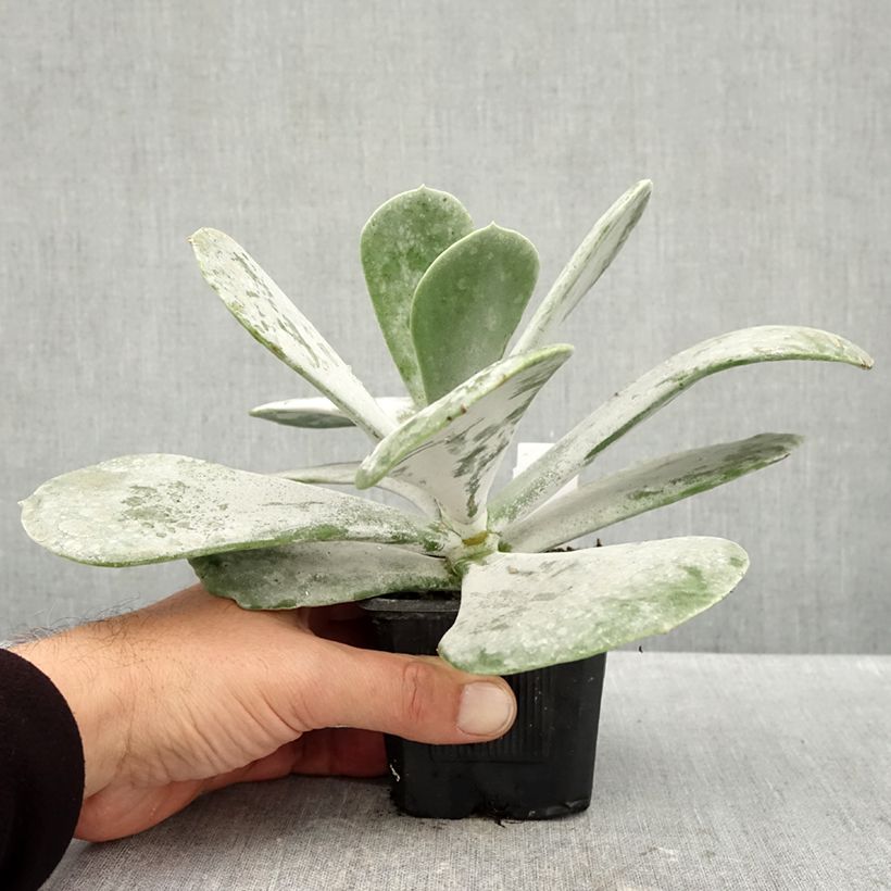 Amostra de Cotyledon orbiculata Silver Dollar - Plante grasse Godet de 8/9 cm tal como entregue no outono