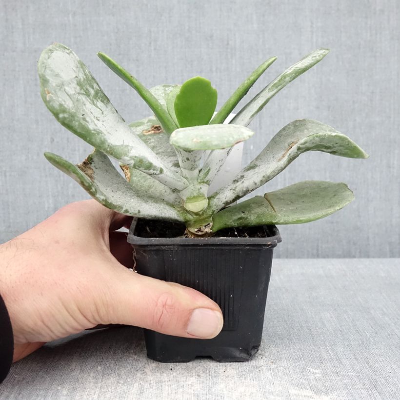 Amostra de Cotyledon orbiculata Silver Dollar Vaso de 8/9 cm tal como entregue no inverno