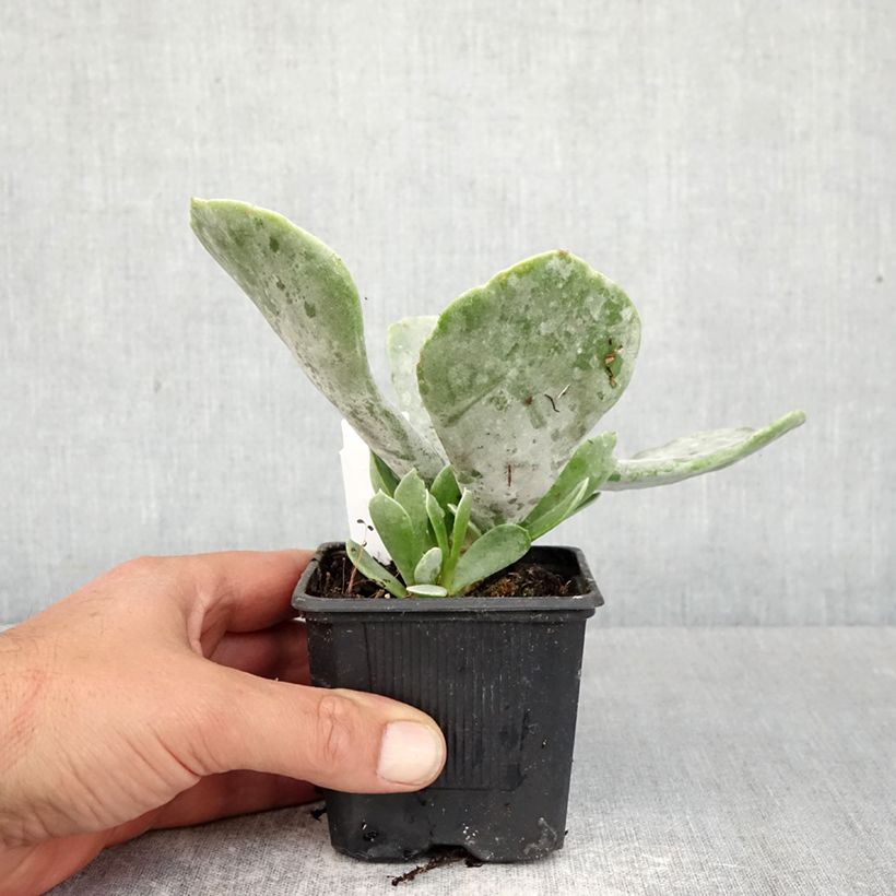 Amostra de Cotyledon orbiculata Silver Dollar Vaso de 8/9 cm tal como entregue na primavera