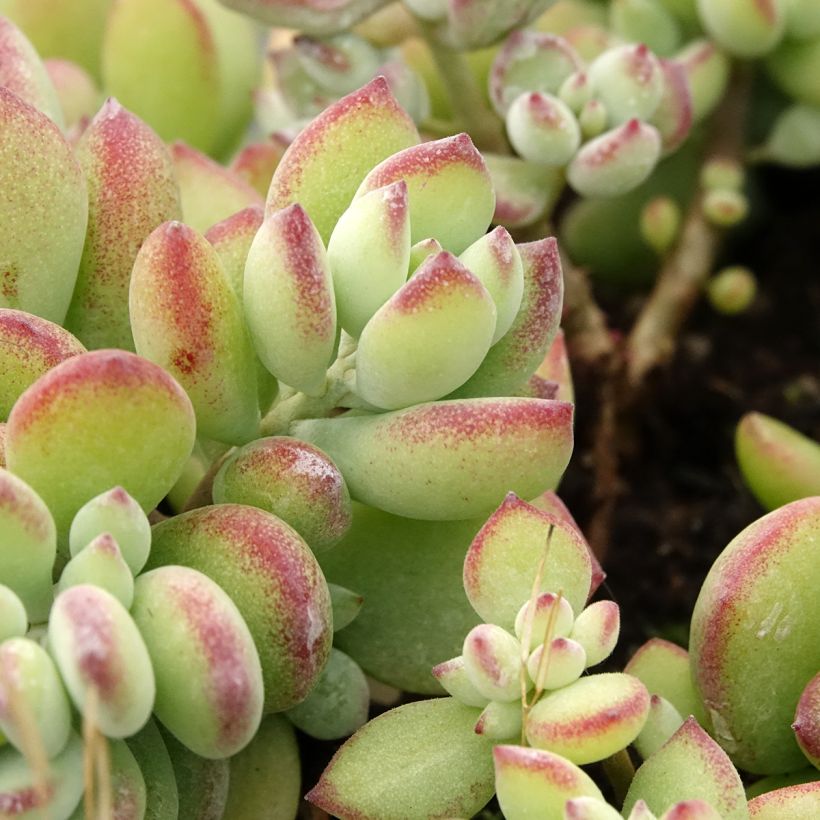 Cotyledon pendens (Folhagem)