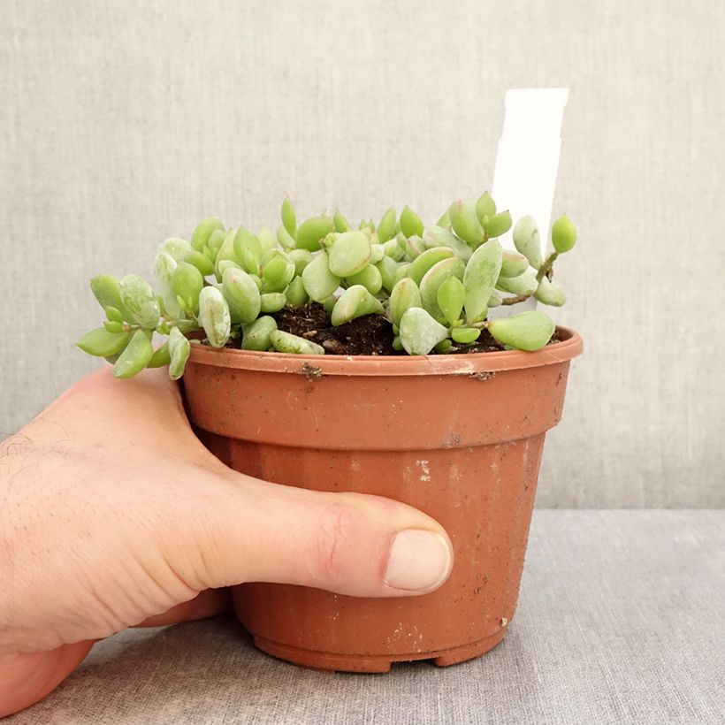 Amostra de Cotyledon pendens Vaso de 1 L/1,5 L tal como entregue no inverno