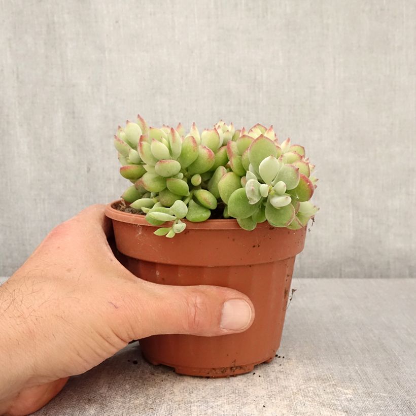 Amostra de Cotyledon pendens Vaso de 1 L/1,5 L tal como entregue na primavera