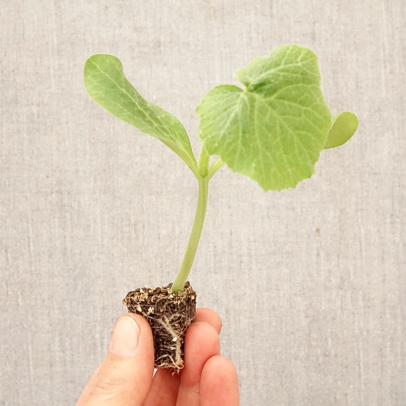 Amostra de Courgette Sure Thing F1 em muda Mini-torrão Ø 3/4 cm tal como entregue na primavera