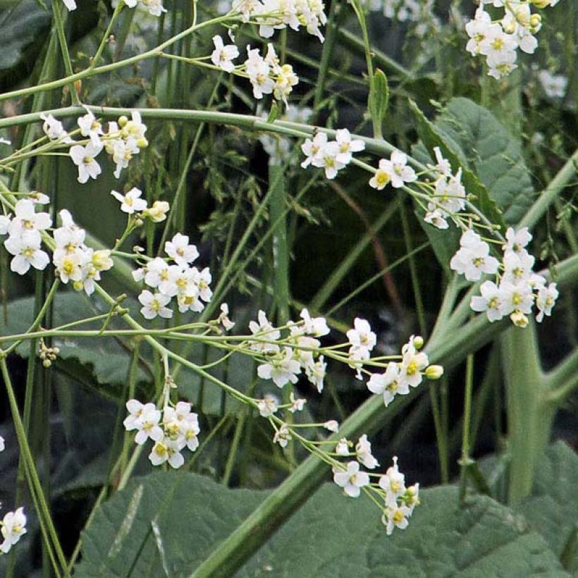 Crambe cordifolia (Floração)