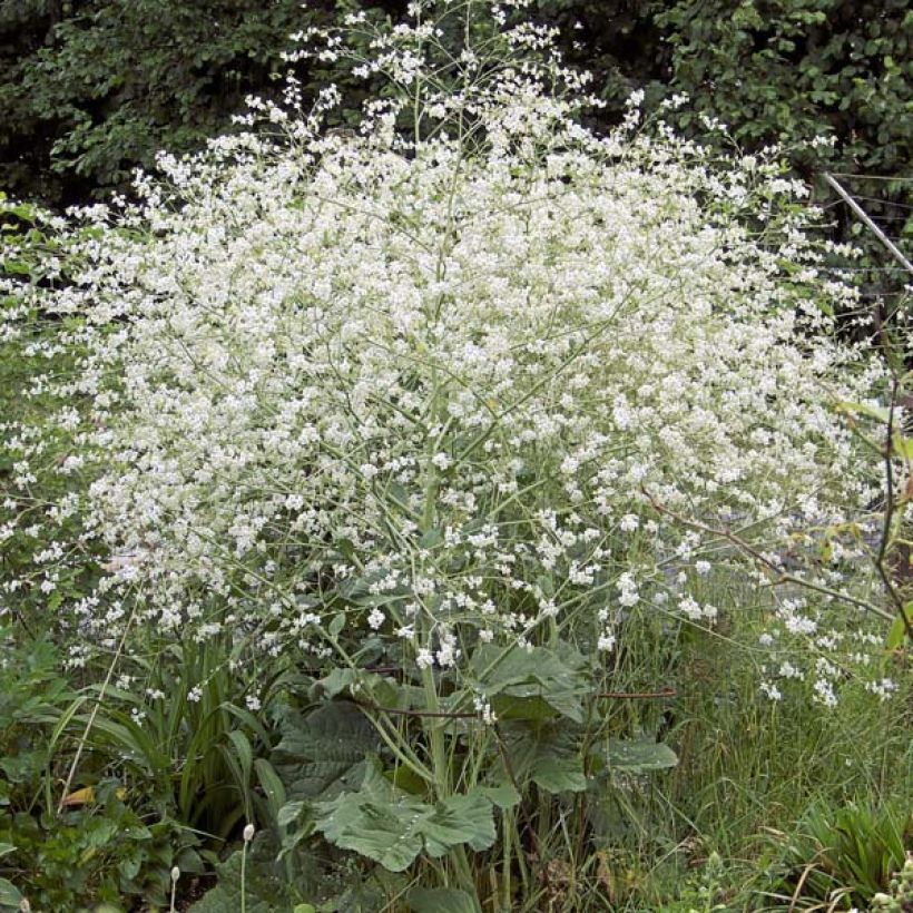 Crambe cordifolia (Hábito)