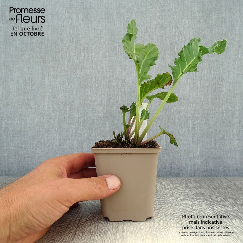 Amostra de Crambe maritima Vaso de 8/9 cm tal como entregue no outono