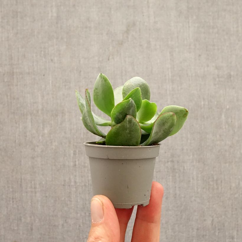 Amostra de Crassula arborescens Curly Grey Miniplanta tal como entregue na primavera