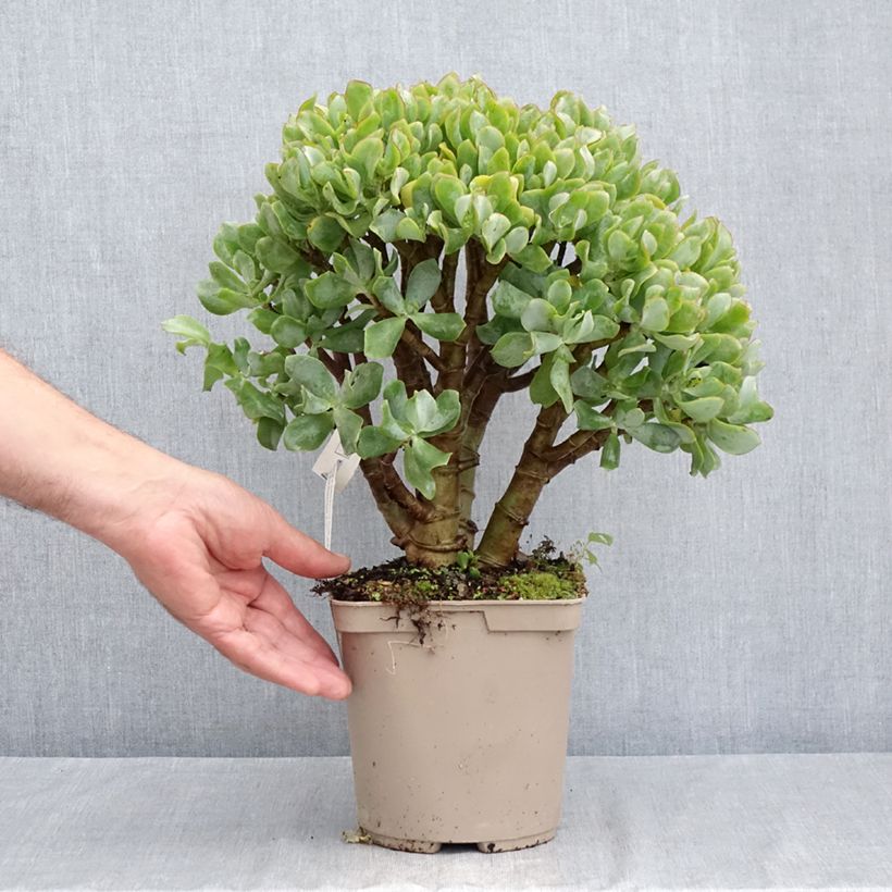 Amostra de Crassula arborescens Curly Grey Vaso de 3 L/4 L tal como entregue no verão