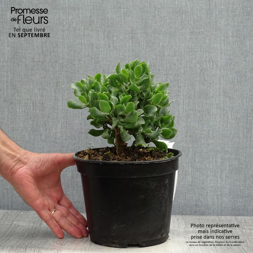 Amostra de Crassula arborescens Curly Grey Pot de 3L/4L tal como entregue no outono