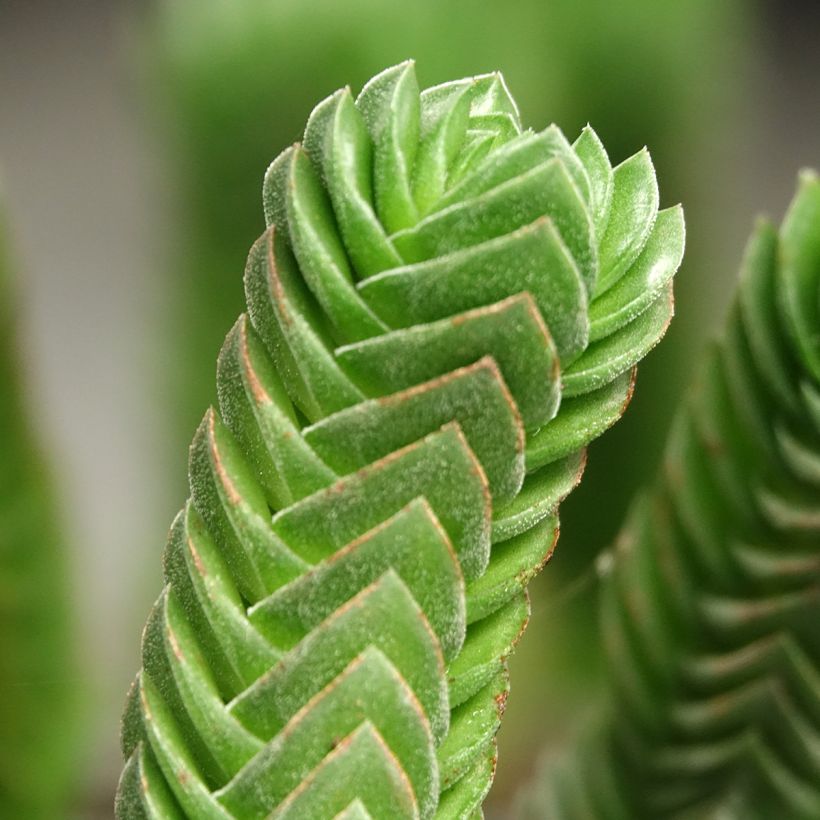 Crassula Buddha's Temple (Folhagem)