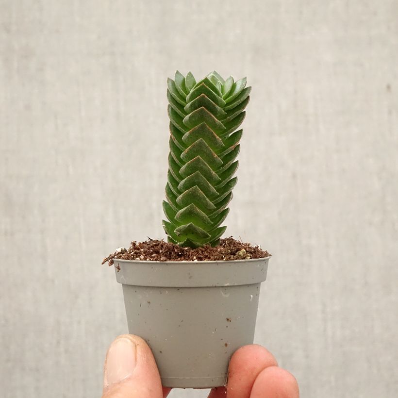 Amostra de Crassula Buddha's Temple Mini-plante tal como entregue na primavera