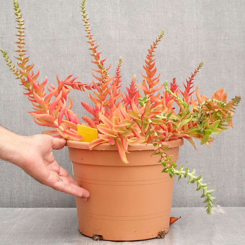 Amostra de Crassula capitella Vaso de 7,5 L/10 L tal como entregue no verão