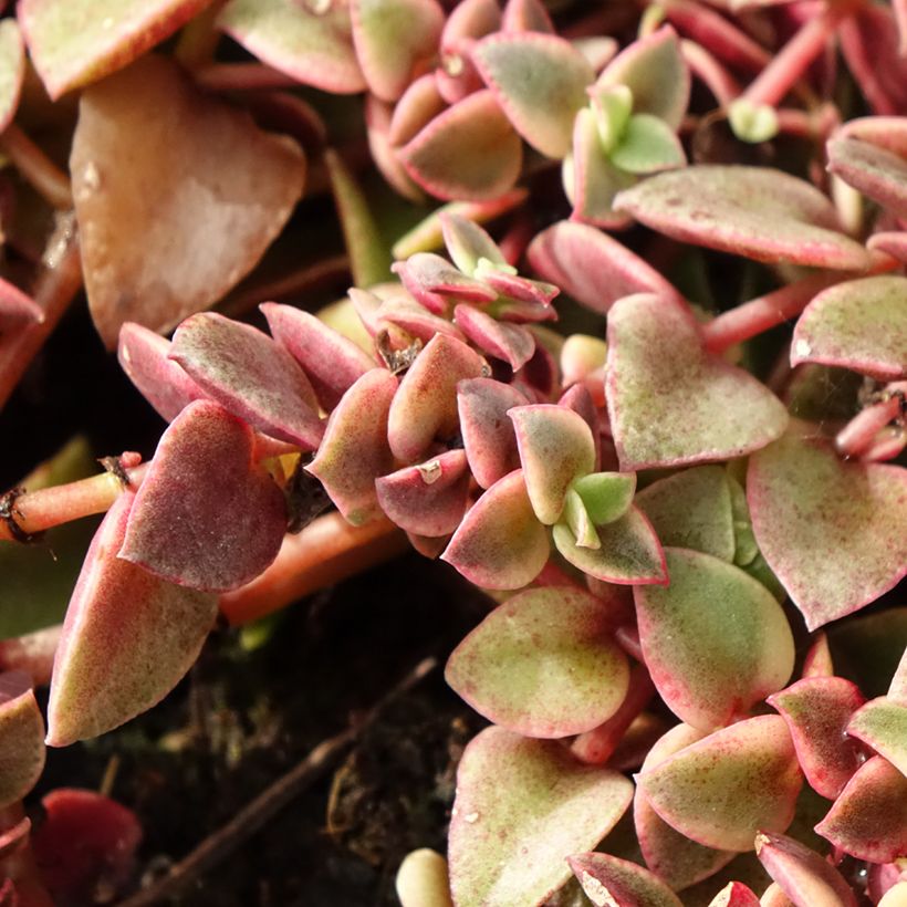 Crassula pellucida subsp. marginalis Desert Diamond (Folhagem)