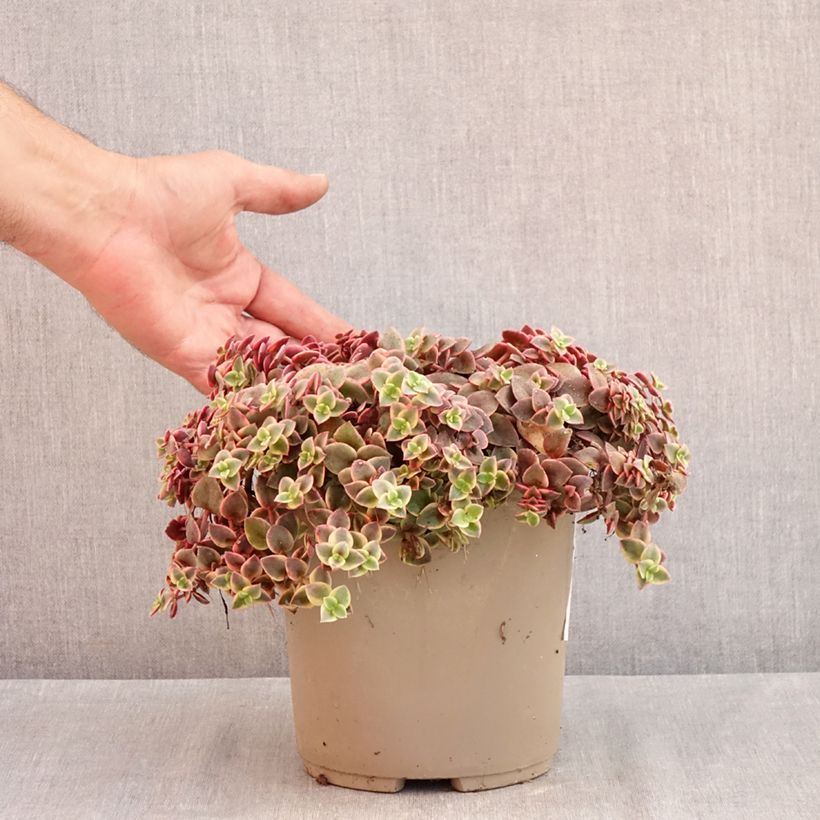 Amostra de Crassula pellucida subsp. marginalis Desert Diamond Vaso de 3 L/4 L tal como entregue no verão