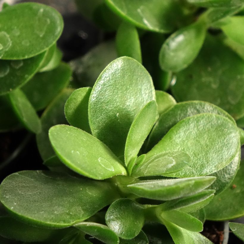 Crassula ovata Money Maker - Planta-jade (Folhagem)