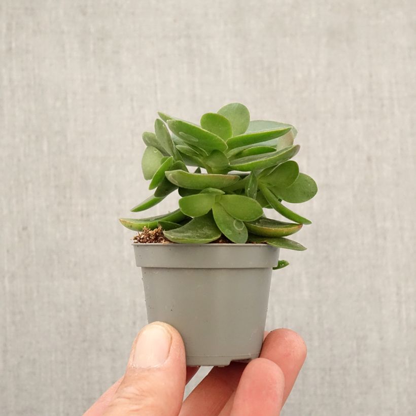 Amostra de Crassula ovata Money Maker - Planta-jade Miniplanta tal como entregue na primavera