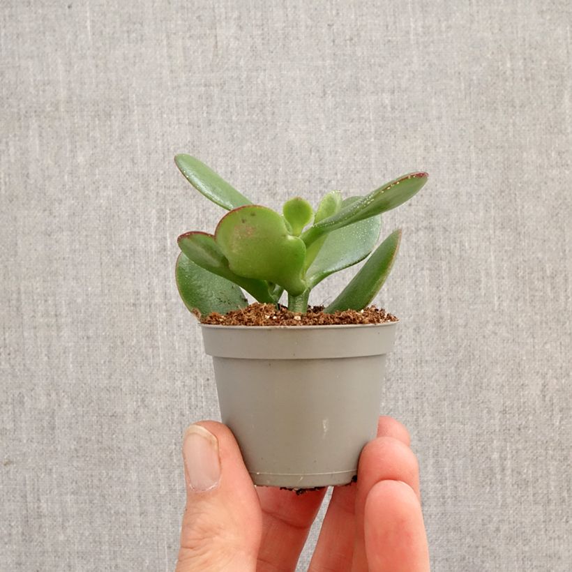 Amostra de Crassula ovata - Arbre de Jade Miniplanta tal como entregue na primavera