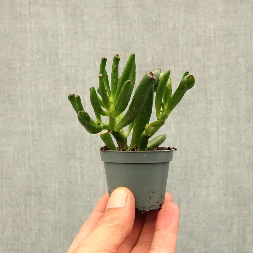 Amostra de Crassula ovata Gollum (Coral) - Planta-jade Miniplanta tal como entregue na primavera