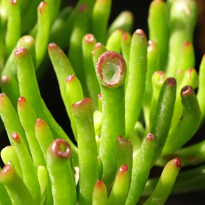 Crassula ovata Hobbit (Folhagem)
