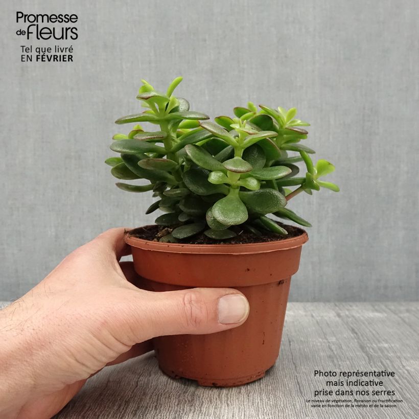 Amostra de Crassula ovata Minor Vaso de 1,5 L/2 L tal como entregue no inverno