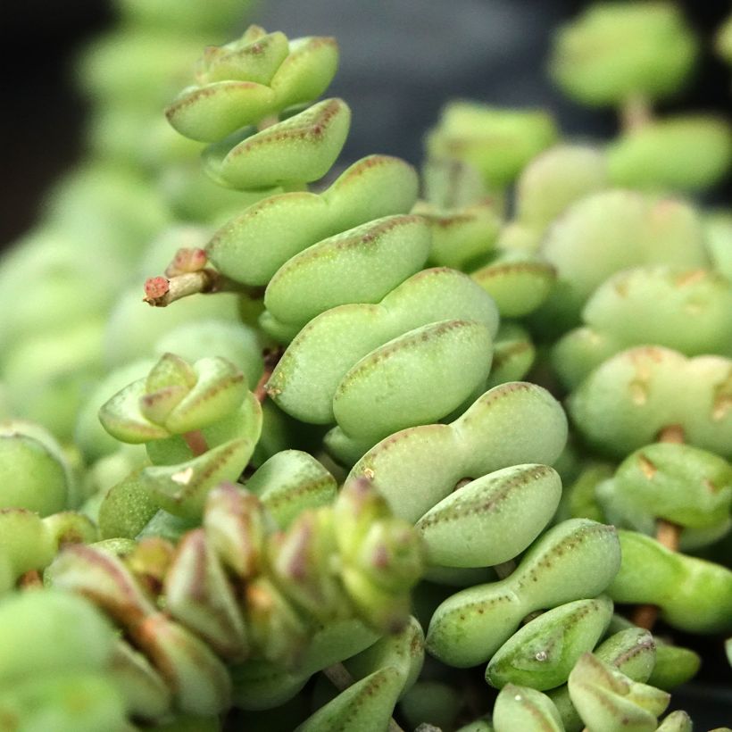Crassula rupestris subsp. marnieriana (Folhagem)